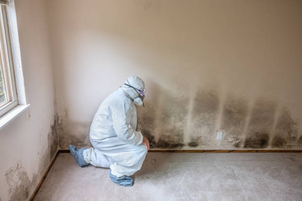 Best Industrial Mold Remediation in Kingsley, IA